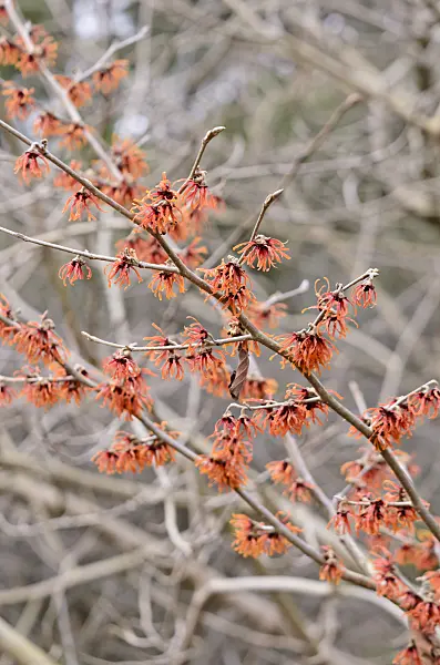 529064 - Witch hazel (Hamamelis x intermedia 'Diane')