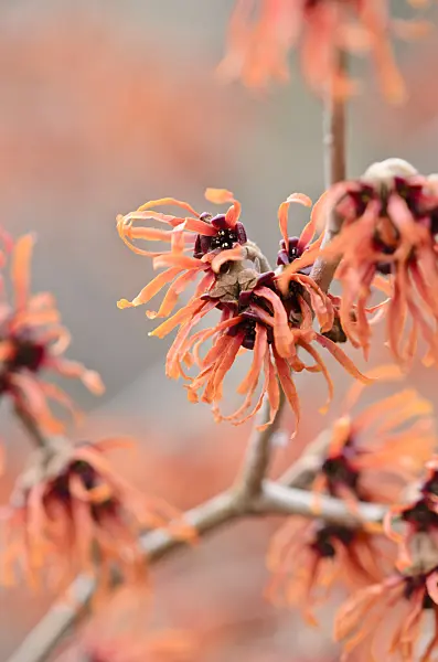 529066 - Witch hazel (Hamamelis x intermedia 'Diane')