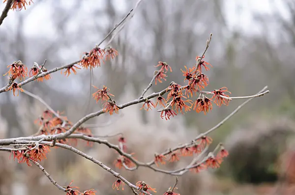 529068 - Witch hazel (Hamamelis x intermedia 'Diane')