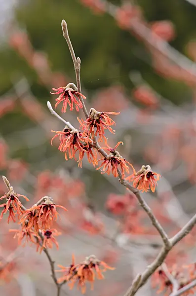529151 - Witch hazel (Hamamelis x intermedia 'Diane')