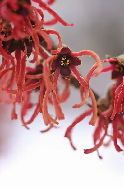 469013 - Witch hazel (Hamamelis x intermedia 'Feuerzauber')