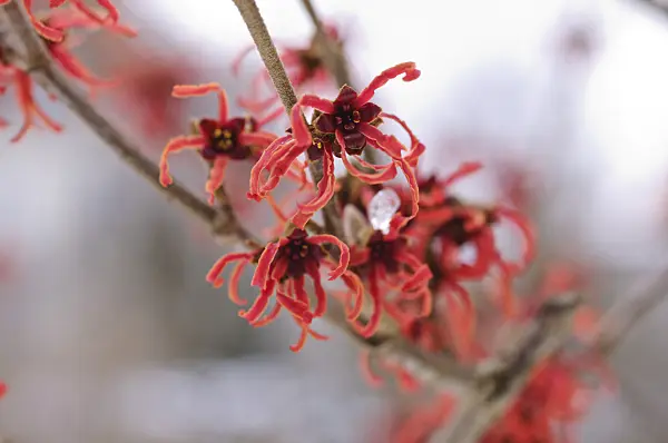 469014 - Witch hazel (Hamamelis x intermedia 'Feuerzauber')