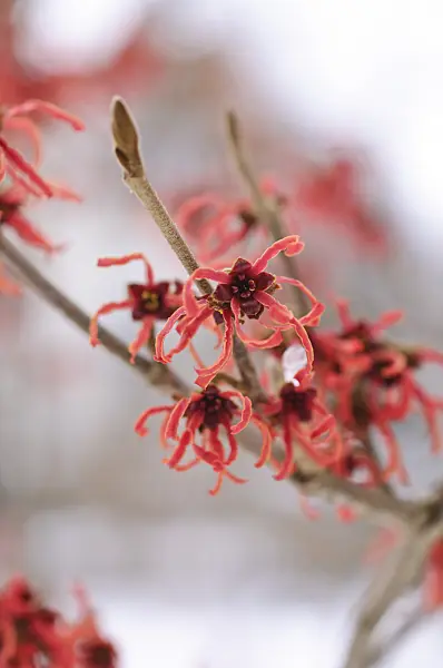 469015 - Witch hazel (Hamamelis x intermedia 'Feuerzauber')