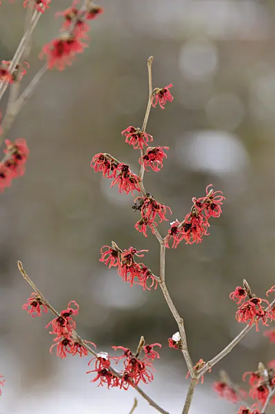469016 - Witch hazel (Hamamelis x intermedia 'Feuerzauber')