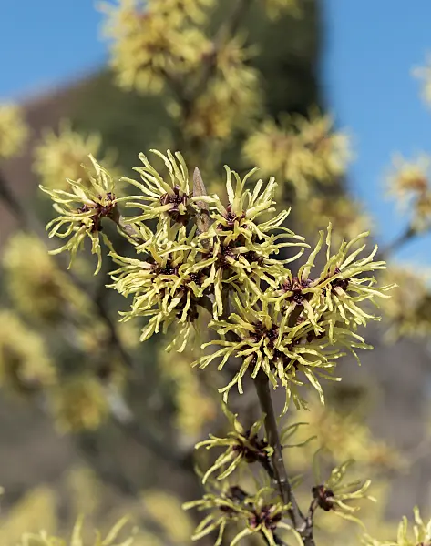 664160 - Witch hazel (Hamamelis x intermedia 'Gimborn's Perfume')