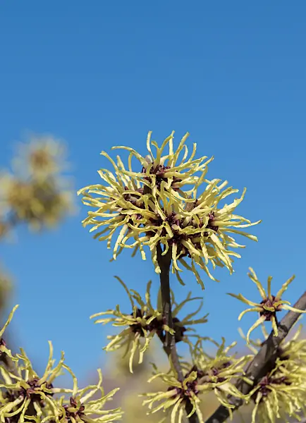 664161 - Witch hazel (Hamamelis x intermedia 'Gimborn's Perfume')