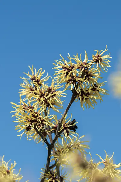 664162 - Witch hazel (Hamamelis x intermedia 'Gimborn's Perfume')