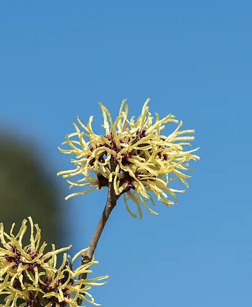 664163 - Witch hazel (Hamamelis x intermedia 'Gimborn's Perfume')