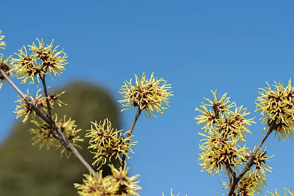 664164 - Witch hazel (Hamamelis x intermedia 'Gimborn's Perfume')