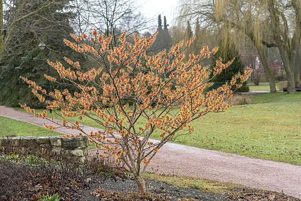 616226 - Witch hazel (Hamamelis x intermedia 'Jelena')