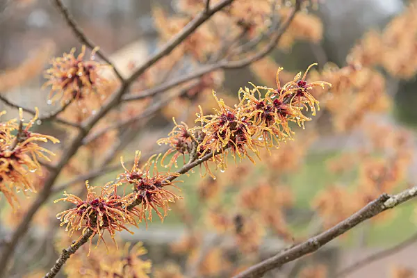 616227 - Witch hazel (Hamamelis x intermedia 'Jelena')