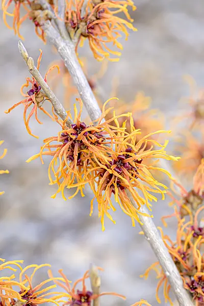 616228 - Witch hazel (Hamamelis x intermedia 'Jelena')