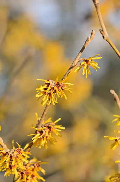 529101 - Witch hazel (Hamamelis x intermedia 'Orange Beauty')