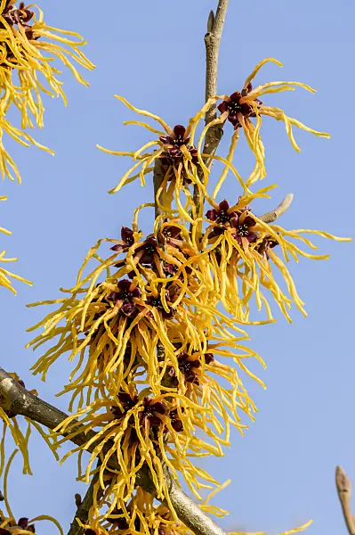 593094 - Witch hazel (Hamamelis x intermedia 'Orange Beauty')
