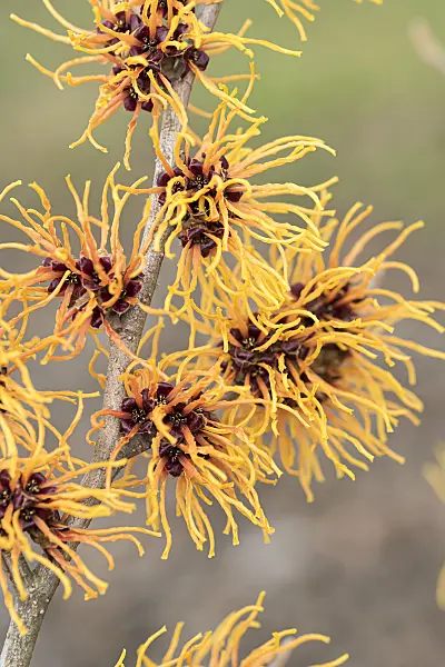 616229 - Witch hazel (Hamamelis x intermedia 'Orange Beauty')
