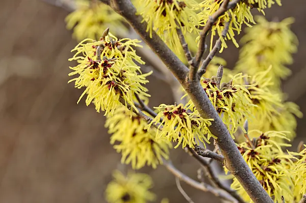 470007 - Witch hazel (Hamamelis x intermedia 'Primavera')