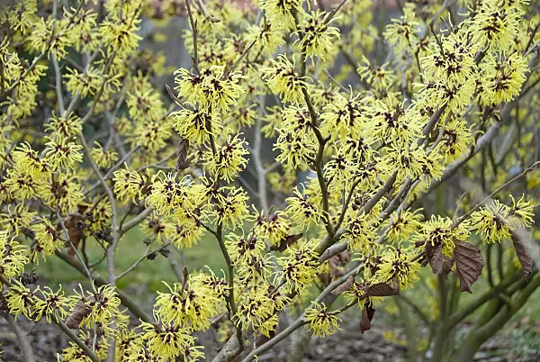 490064 - Witch hazel (Hamamelis x intermedia 'Primavera')