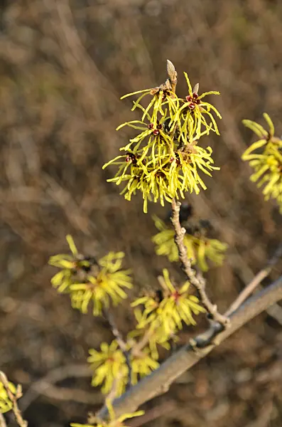 493022 - Witch hazel (Hamamelis x intermedia 'Primavera')