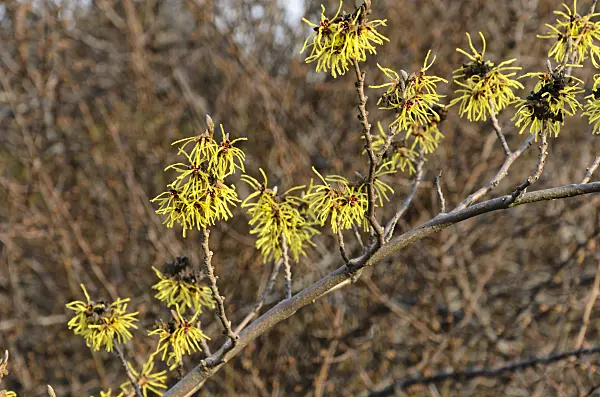 493023 - Witch hazel (Hamamelis x intermedia 'Primavera')