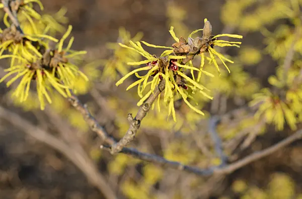 493024 - Witch hazel (Hamamelis x intermedia 'Primavera')