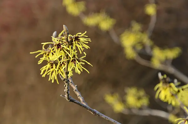 493025 - Witch hazel (Hamamelis x intermedia 'Primavera')