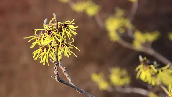 493038 - Witch hazel (Hamamelis x intermedia 'Primavera')