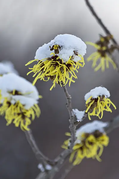 517043 - Witch hazel (Hamamelis x intermedia 'Primavera')