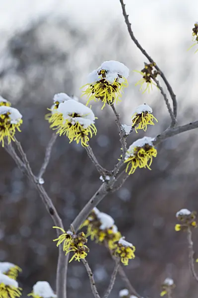517044 - Witch hazel (Hamamelis x intermedia 'Primavera')