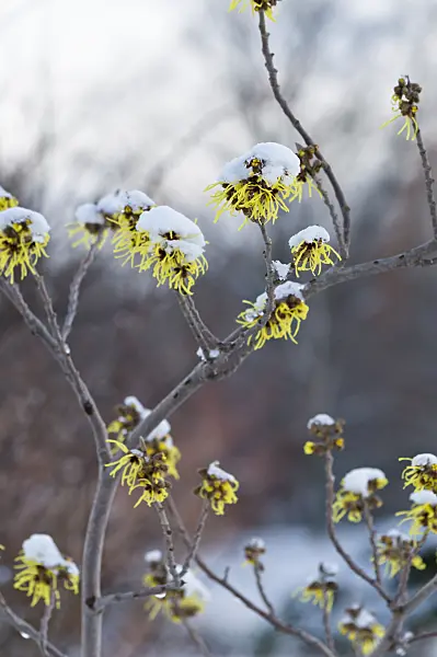517045 - Witch hazel (Hamamelis x intermedia 'Primavera')