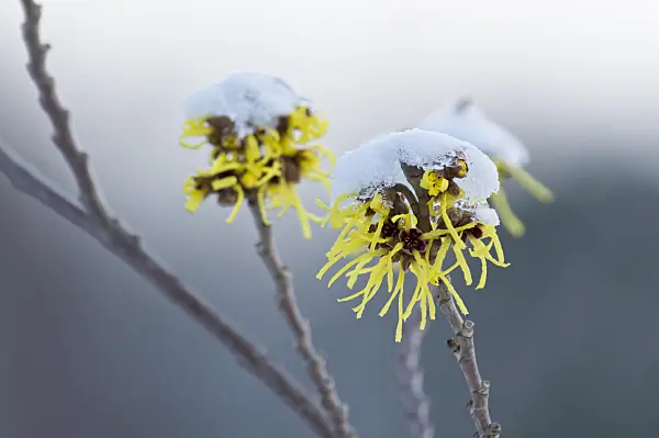 517046 - Witch hazel (Hamamelis x intermedia 'Primavera')