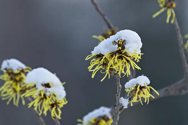 517047 - Witch hazel (Hamamelis x intermedia 'Primavera')