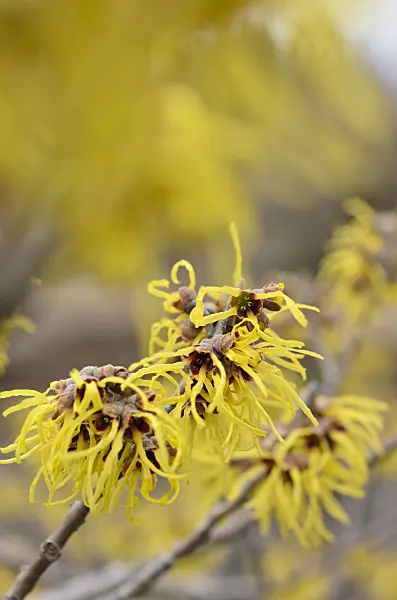 518074 - Witch hazel (Hamamelis x intermedia 'Primavera')