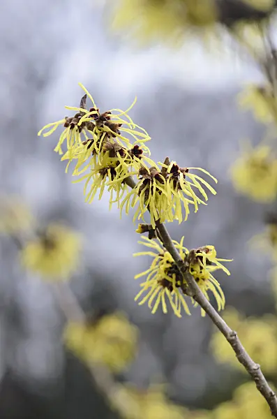 553025 - Witch hazel (Hamamelis x intermedia 'Primavera')