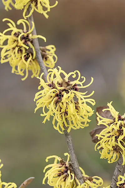 616230 - Witch hazel (Hamamelis x intermedia 'Primavera')