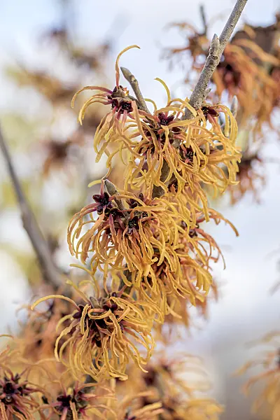 616231 - Witch hazel (Hamamelis x intermedia 'Robert')