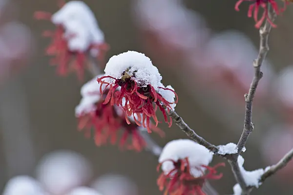 517048 - Witch hazel (Hamamelis x intermedia 'Ruby Glow')