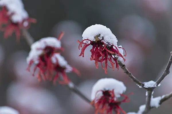 517049 - Witch hazel (Hamamelis x intermedia 'Ruby Glow')