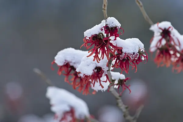 517050 - Witch hazel (Hamamelis x intermedia 'Ruby Glow')