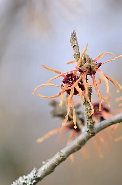 529170 - Witch hazel (Hamamelis x intermedia 'Ruby Glow')