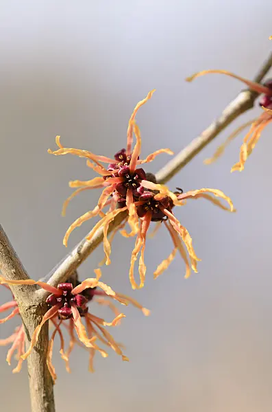 529172 - Witch hazel (Hamamelis x intermedia 'Ruby Glow')