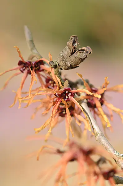529173 - Witch hazel (Hamamelis x intermedia 'Ruby Glow')