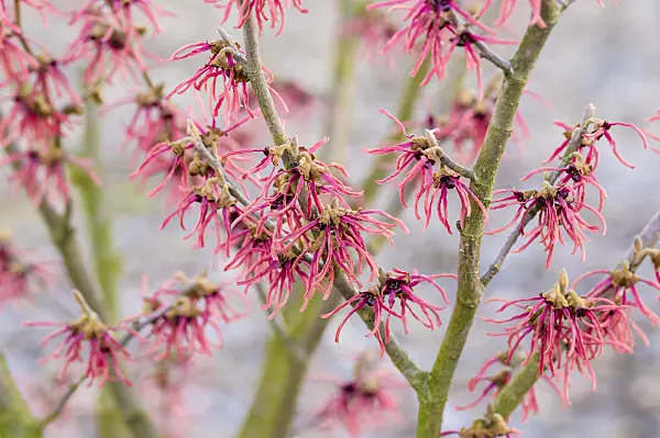 593095 - Witch hazel (Hamamelis x intermedia 'Ruby Glow')