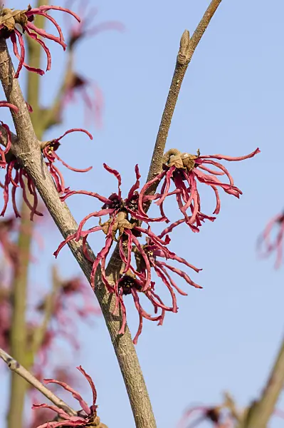 593096 - Witch hazel (Hamamelis x intermedia 'Ruby Glow')