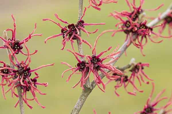 625223 - Witch hazel (Hamamelis x intermedia 'Ruby Glow')