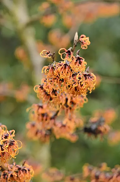 553047 - Witch hazel (Hamamelis x intermedia 'Spanish Spider')