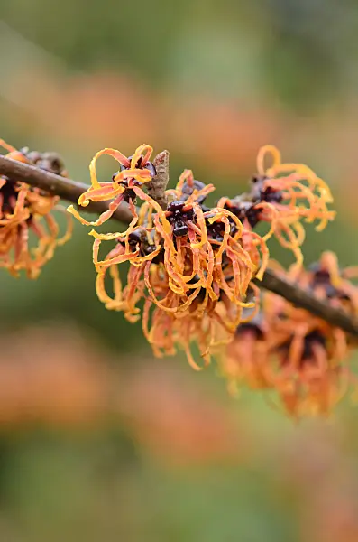 553048 - Witch hazel (Hamamelis x intermedia 'Spanish Spider')