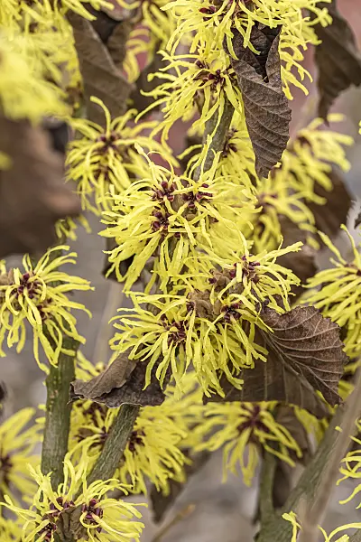 616232 - Witch hazel (Hamamelis x intermedia 'Sunburst')