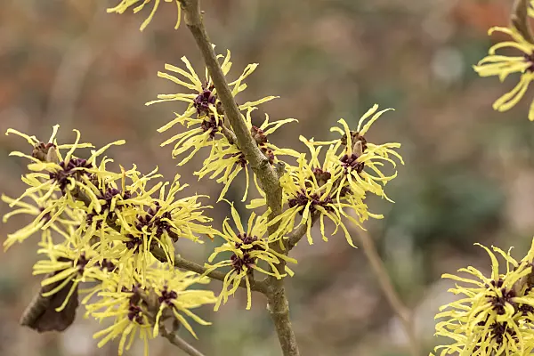 625224 - Witch hazel (Hamamelis x intermedia 'Sunburst')