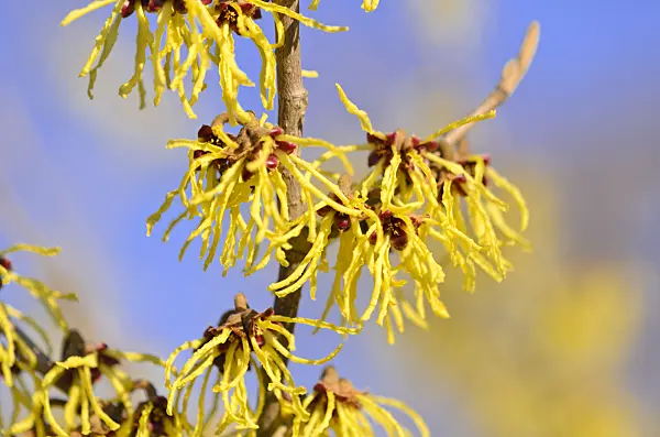 529230 - Witch hazel (Hamamelis x intermedia 'Westerstede')