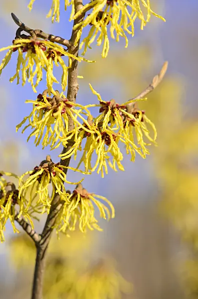 529231 - Witch hazel (Hamamelis x intermedia 'Westerstede')